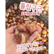 ◀ 2024년 후기를 보니 더 맘에 들어요▶ 튤립 인기 상품 BEST 5