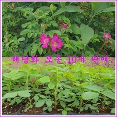 ◀ 2024년 SNS 인기상품 강력추천▶ 해당화 최저가 상품 탑 5 ◀ 2024년 SNS 인기상품 강력추천▶ 해당화 최저가 상품 탑 5