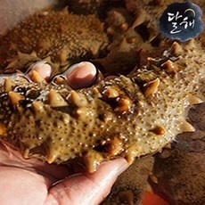 최저가 해삼 추천 제품 베스트 5