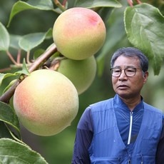 ◀ 2024년 후기를 보니 더 맘에 들어요▶ 황매실10kg 인기 아이템 BEST 9