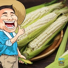 가성비가 너무 좋아요, 정말 만족해요. 괴산찰옥수수 추천 아이템 탑 9