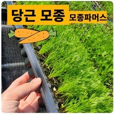 SNS에서 인기있는 제품이에요, 정말 좋아요. 당근모종 추천 아이템 상위 9 SNS에서 인기있는 제품이에요, 정말 좋아요. 당근모종 추천 아이템 상위 9