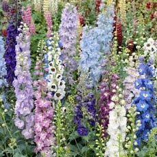 세일 기간에 샀어요, 정말 잘 샀어요. 델피늄 추천 제품 리스트 9 세일 기간에 샀어요, 정말 잘 샀어요. 델피늄 추천 제품 리스트 9