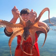 최고의 선택이었어요, 후회 없어요. 돌문어 할인 정보 BEST 9
