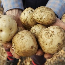 후기를 보니 더 맘에 들어요, 정말 좋아요. 두백감자 인기 제품 리스트 9
