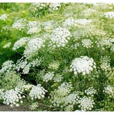 믿고 쓰는 제품, 정말 잘 샀어요. 레이스플라워 인기 제품 BEST 9