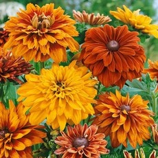 경제적인 루드베키아 할인 정보 상위 9