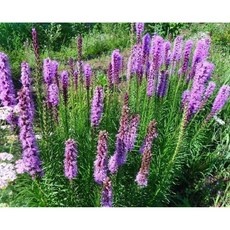 믿고 쓰는 제품, 정말 잘 샀어요. 리아트리스 할인 상품 BEST 9