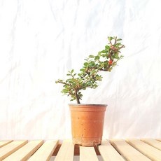 경제적인 미니분재 추천 제품 리스트 5