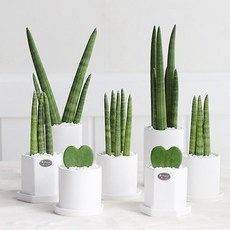 Must Have Item이란 말이 딱 맞네요. 미니화분 추천 정보 베스트 9