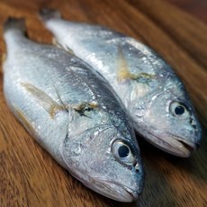 ◀ 2024년 인플들이 추천하는 가성비▶ 백조기 추천 정보 BEST 5