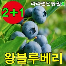 품질이 너무 좋아요, 감동입니다. 블루베리묘목 인기 정보 탑 9