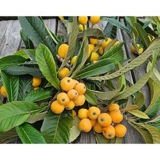 정말 유용해요, 꼭 필요했어요. 비파잼 최저가 제품 TOP 9