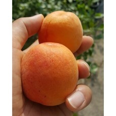 이건 정말 대박템, 감동이에요. 살구나무 인기 상품 베스트 9 이건 정말 대박템, 감동이에요. 살구나무 인기 상품 베스트 9