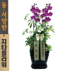◀ 2024년 믿고쓰는 혜자템▶ 서양란 할인 아이템 상위 5
