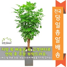 최저가 서울개업화분 최저가 상품 TOP 9