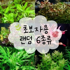 이건 꼭 사야해요, 후회 없어요. 수초 할인 정보 베스트 9