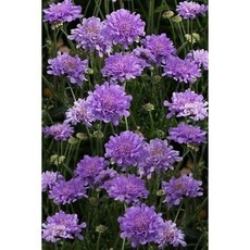 믿고 쓰는 제품, 정말 잘 샀어요. 스카비오사 인기 제품 BEST 9