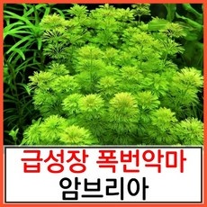 다시 구매할게요, 정말 좋아요. 암브리아 할인 제품 상위 9