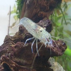 놓치면 후회할 뻔 했네요. 야마토새우 할인 정보 리스트 9