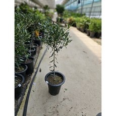 최저가 올리브나무 인기 아이템 베스트 5