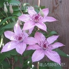 세일 기간에 샀어요, 정말 잘 샀어요. 으아리꽃 최저가 상품 탑 9
