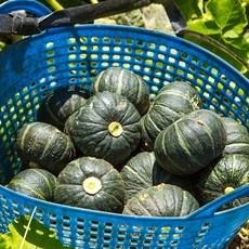 ◀ 2024년 믿고쓰는 혜자템▶ 제주단호박 인기 아이템 리스트 5