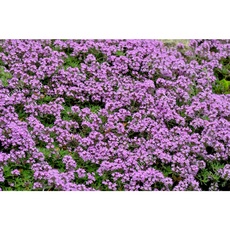 ◀ 2024년 너무 갖고싶은 가성비템▶ 지피식물 할인 상품 리스트 5