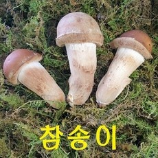 경제적이라 좋아요, 만족해요. 참송이버섯 추천 아이템 리스트 9