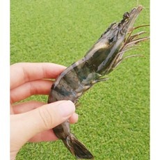 품질이 정말 좋아요, 감동입니다. 타이거새우 추천 정보 탑 9