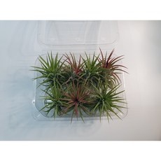 경제적인 틸란드시아 할인 상품 탑 5