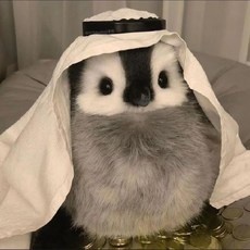최고의 선택이었어요, 후회 없어요. 펭귄인형 최저가 상품 베스트 9