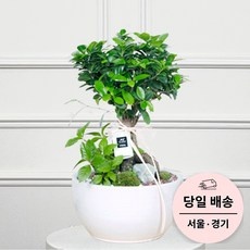 최저가 화분배달 최저가 상품 BEST 5