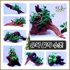 ◀ 2024년 믿고쓰는 혜자템▶ 활착수초 최저가 상품 탑 9