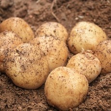 놓치면 후회할 2024년햇감자4900원 할인 정보 베스트 9