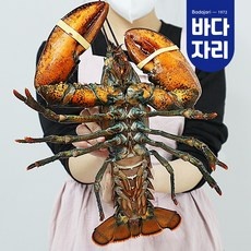 정말 유용해요, 꼭 필요했어요. 랍스타 최저가 상품 상위 9
