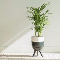 경제적이라 좋아요, 만족해요. 실내화분 인기 정보 탑 9