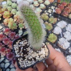 최고의 선택이었어요. 원숭이꼬리선인장 할인 상품 TOP 9