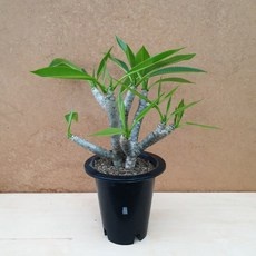 고민하다가 샀는데 정말 잘한 선택이에요. 플루메리아 추천 상품 리스트 9