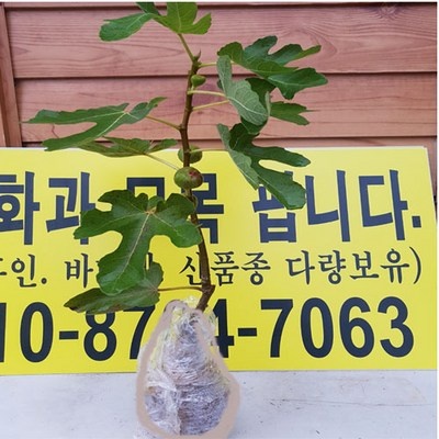 유용하게 쓰고 있어요, 정말 좋아요. 평화나무농장 추천 제품 리스트 7