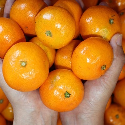 할인받아서 샀어요, 좋은 가격이에요. 가온길청과 인기 아이템 탑 1