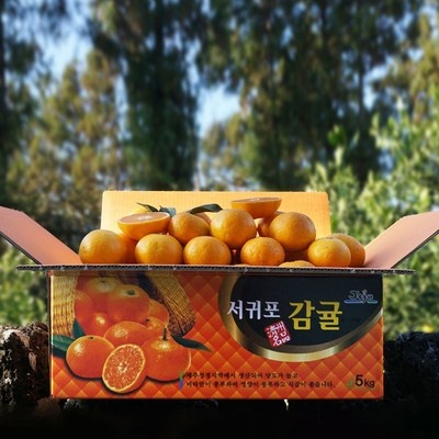 이건 몰랐죠? 감귤단귤 인기 아이템 상위 6