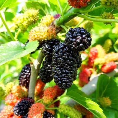 특가 국산유기농아로니아생과 추천 아이템 탑 5