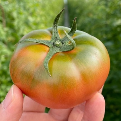 고민하지 마세요, 정말 좋아요. 대도농원 최저가 정보 상위 6