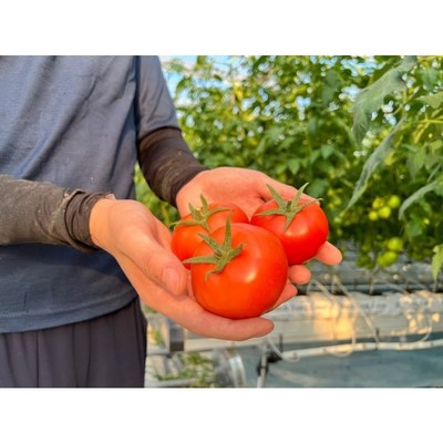 너무 너무 좋아요, 행복해요. 데일리레드토마토 추천 제품 TOP 9