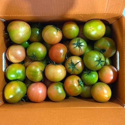 최저가 따마토 할인 아이템 리스트 6