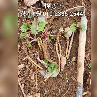 이건 꼭 사야해요, 후회 없어요. 머들농원 할인 정보 BEST 5