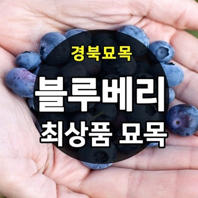 고민하다가 샀는데 정말 잘한 선택이에요. 보성베리굿농원 할인 상품 상위 5