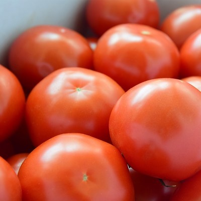 가성비 최고라서 만족스럽습니다. 볼빨간토마토 최저가 정보 상위 7