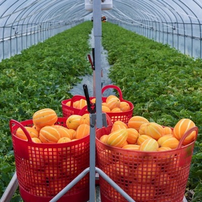 특가로 득템한 제품이에요. 부계농원 최저가 제품 탑 5